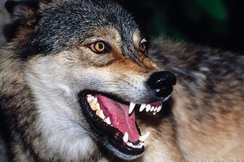 Ein Urteil des Europäischen Gerichtshofes schützt den Wolf mehr als Weidetiere - ein weiterer Schlag der EU gegen die Landwirtschaft.
