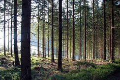Die Waldbestände in Österreich nehmen ständig zu statt ab, deshalb braucht Österreich auch keine Entwaldungsverordnung der EU.