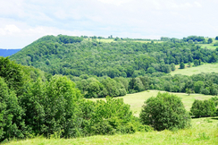 Nicht jedes Land der EU ist von Entwaldung bedroht - darunter auch Österreich, wo der Waldbestand jedes Jahr wächst.