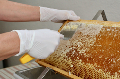 FPÖ-fordert: Herkunftskennzeichnung bei Honig muss verbessert werden.