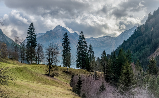 Österreichs Wald wächst um 2.300 Hektar pro Jahr - keine Spur also von "Entwaldung".